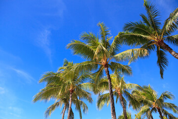 Palm Trees