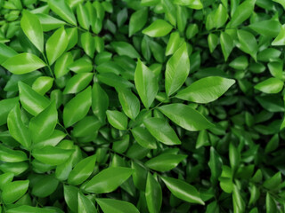 Wall Mural - Orange jasmine leaf background.Green and black nature background.