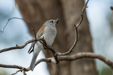 Wall Mural - Adult Grey Shrikethrush (Colluricincla harmonica) with food in its beak.