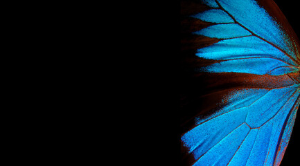 Wall Mural - Wings of a butterfly Ulysses. Wings of a butterfly texture background. Copy space	