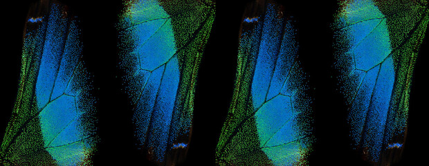Aufkleber - Abstract pattern of tropical butterfly wings. Wing of the butterfly. Papilio blumei. Close up 