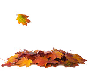 Wall Mural - Heap of different colorful Maple leaves isolated on white background