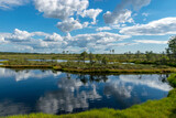 Fototapeta Sawanna - summer landscape from the swamp, white cumulus clouds reflect in the dark swamp water. Bright green bog grass and small bog pines on the shore of the lake. Nigula bog, Estonia.