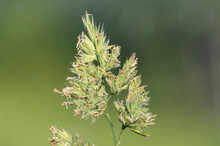 Macro Shot Of Seeds On A Cat Grass (dactylis Glomerata) Plant