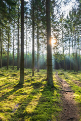  Forest path with sunbeams in the forest