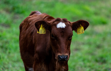 Cute calf from a brown dairy cow standing on a lush green grass field.