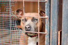 Beautiful And Sad American Staffordshire Terrier Dog Looking With Sad Eyes Through Cage, Need Help