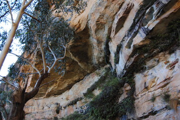 Wall Mural - The bright cliffs with the rocks in the Blue Mountains in the national park, Australia