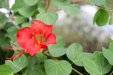 Red Flower Of Red Bauhinia Or Nasturtium Bauhinia And Blur Green Leaves Background. Popular Name In Africa Is Pride Of De Kaap. Another Name Is Red Orchid Bush, African Plume.