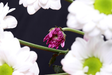 close-up detail of colorful flowers 