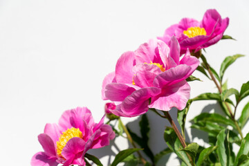 Wall Mural - beautiful pink peony flowers on white background. In full bloom concept.