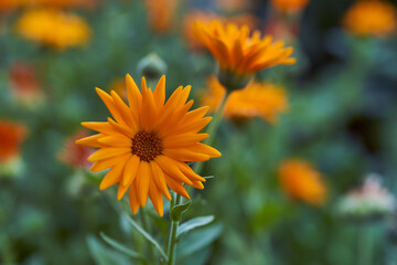 Nails medicinal, or marigold medicinal - herbaceous plant, a species of genus Calendula family Astra. Close-up.With copy space.