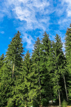 Green Pine Trees With A Painting Like Blue Sky