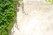 © Prikhodko - ivy leaves, against a background of a wall