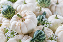 Arrangement With Small White And Green Pumpkins For Thanksgiving