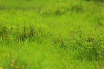 green grass in the field