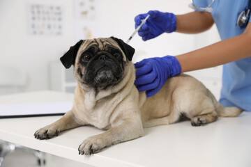 Wall Mural - Professional veterinarian vaccinating cute pug dog in clinic, closeup