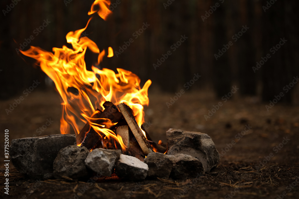 Beautiful bonfire with burning firewood in forest - obrazy, fototapety, plakaty 