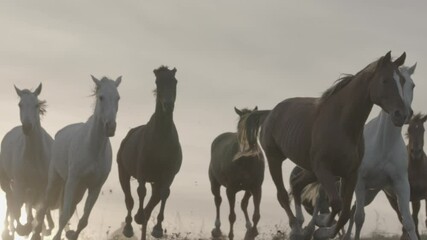 Wall Mural - Horses running on a grass field on sunset in slow motion