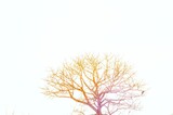 Fototapeta Dmuchawce - tree branch with light sun ray shining background