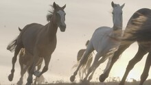 Horses Running On A Grass Field On Sunset In Slow Motion