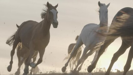 horses running on a grass field on sunset in slow motion