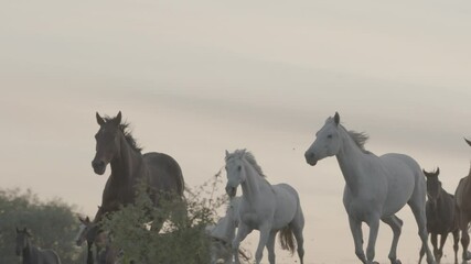 Wall Mural - Horses running on a grass field on sunset in slow motion