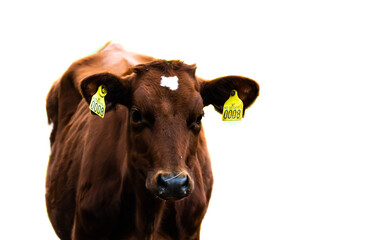 Face of a brown cow or calf isolated on white background. Shallow depth of field.