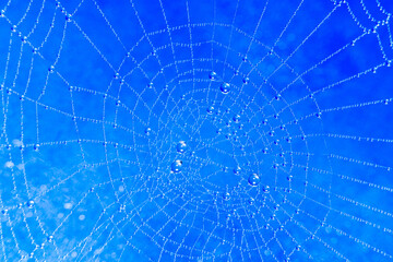 Spider web covered in water droplets