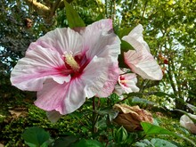 Hibiscus Blanc à Coeur Rouge
