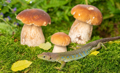 Wall Mural - cute lizard in forest still life with mushrooms