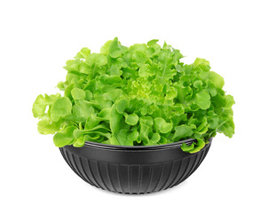 Wall Mural - green oak lettuce in the black cup isolated on white background