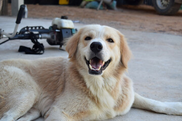 golden retriever portrait