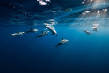 Dolphins Underwater In Blue Tropical Ocean.
