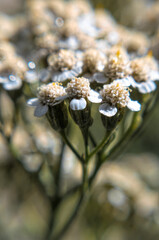 Canvas Print - Wildflowers of yarrow on the sunny field