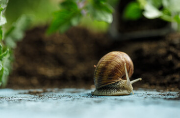 Snail in the garden on a light blue painted wood plate