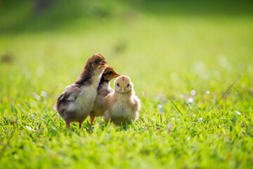 Wall Mural - Chicken and friend on green grass