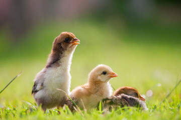 Wall Mural - Chicken in the grass in the spring season