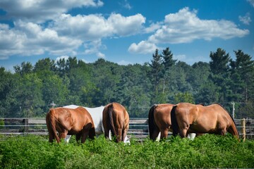 horses in the field