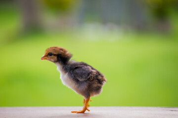 Wall Mural - Baby brown little chick or chicken in the garden and on a natural background 