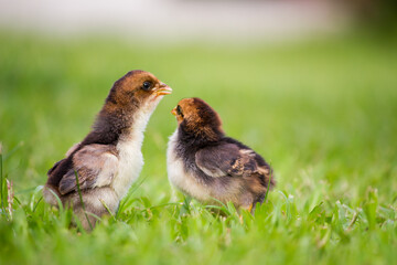 Wall Mural - Two small chickens on the grassland