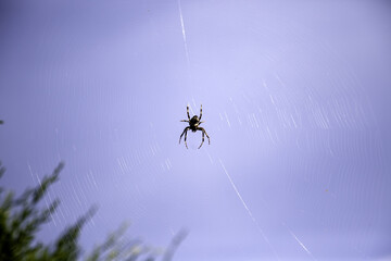 Poisonous spider on a web