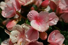 A Close Up Of A Beautiful Pink Begonia Flower In Sunshine After Rain With Several Raindrops.