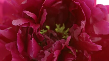 Wall Mural - Beautiful red Peony on white background. Blooming peony flower open, time lapse, close-up. Wedding backdrop, Valentine's Day concept. 4K UHD video timelapse