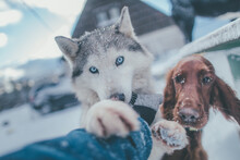 Dogs In Snow