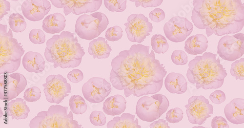 Pale pink peony flower with a yellow middle on a pink background