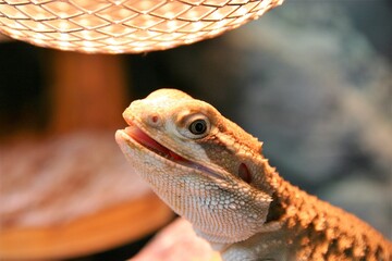 A rankin's dragon, also called lawson's dragon, is basking under heat lamp. His mouth is open, as he feels hot. 