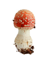 Mushroom Fly Agaric (Amanita Muscaria) Isolated On A White Background, Selective Focus