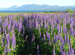 purple lupin field by the shore of Lake Tahoe, CA, USA