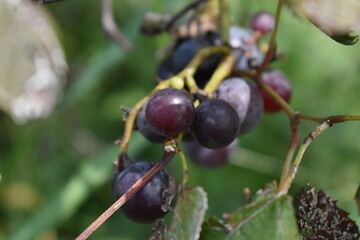 Canvas Print - Grapes